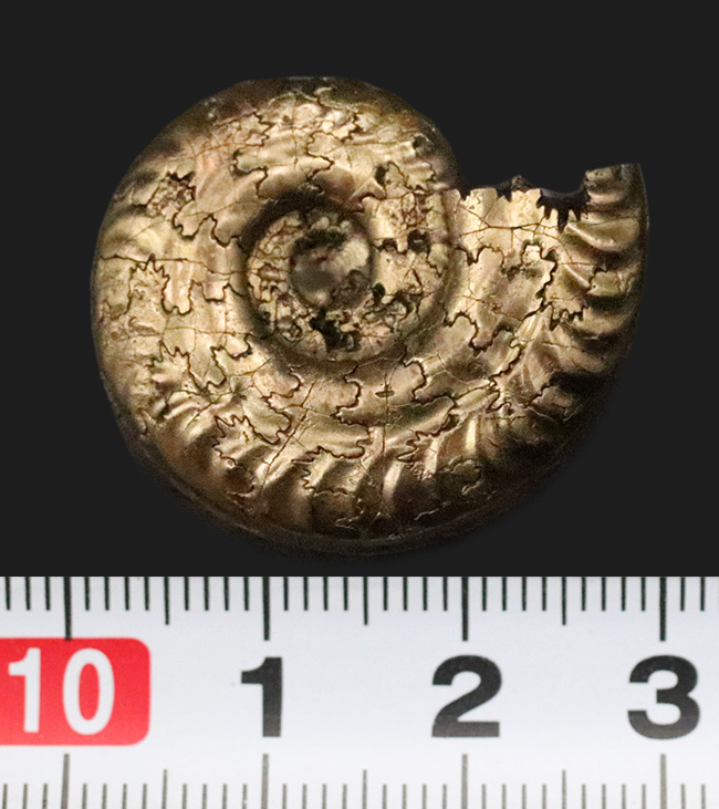 「賢者の選択」フランス・アヴェロン産の黄鉄鉱化アンモナイト（Ammonite）（その7）