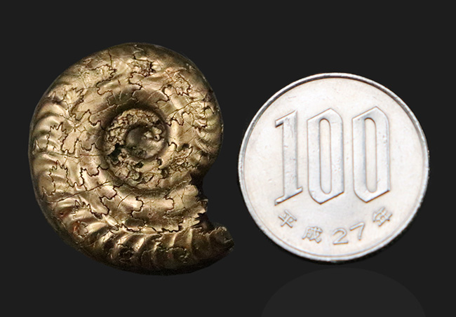 「賢者の選択」フランス・アヴェロン産の黄鉄鉱化アンモナイト（Ammonite）（その8）