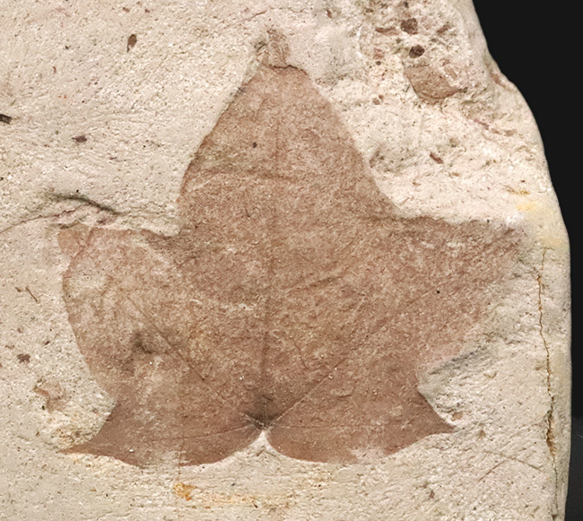 珍しい、五裂の葉形が見事に保存された、秋田県湯沢産のカエデ類と思われる葉っぱ化石（その1）