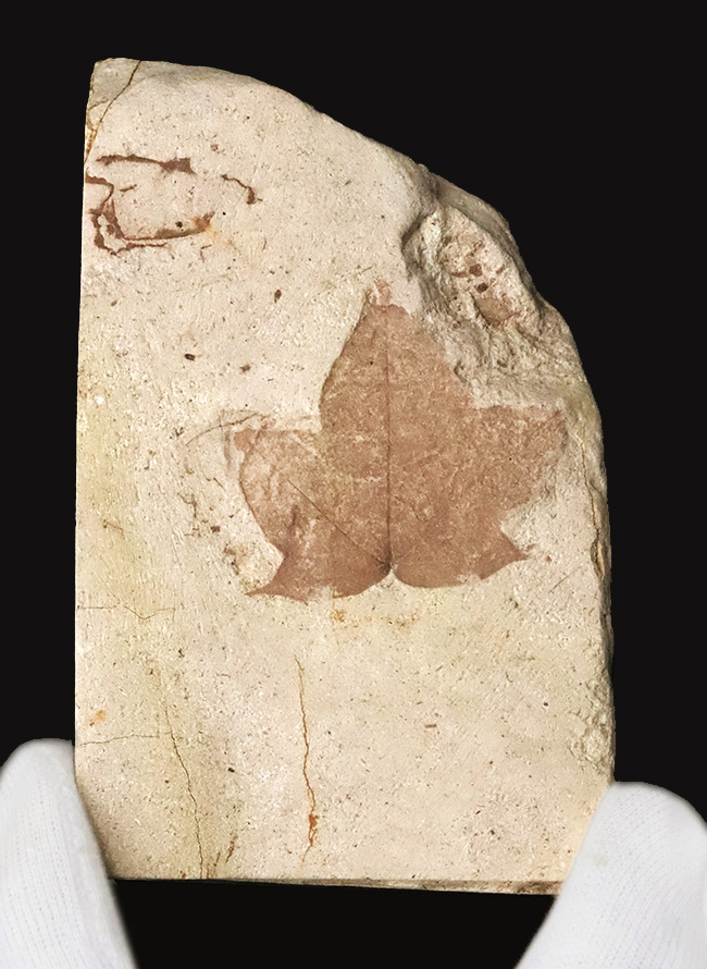 珍しい、五裂の葉形が見事に保存された、秋田県湯沢産のカエデ類と思われる葉っぱ化石（その2）