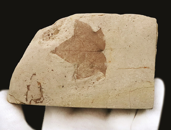 珍しい、五裂の葉形が見事に保存された、秋田県湯沢産のカエデ類と思われる葉っぱ化石（その3）