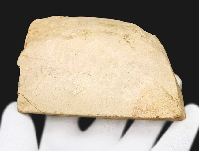 珍しい、五裂の葉形が見事に保存された、秋田県湯沢産のカエデ類と思われる葉っぱ化石（その4）