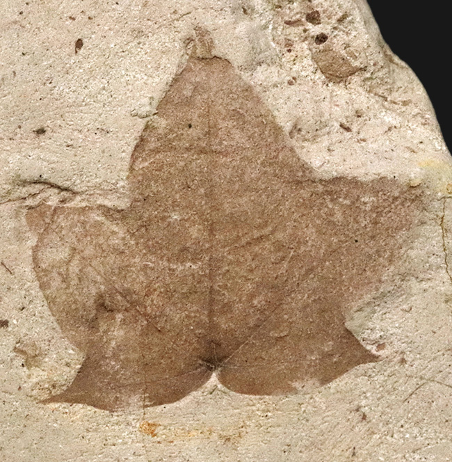 珍しい、五裂の葉形が見事に保存された、秋田県湯沢産のカエデ類と思われる葉っぱ化石（その5）