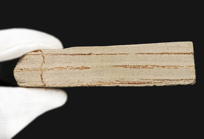 珍しい、五裂の葉形が見事に保存された、秋田県湯沢産のカエデ類と思われる葉っぱ化石（その6）