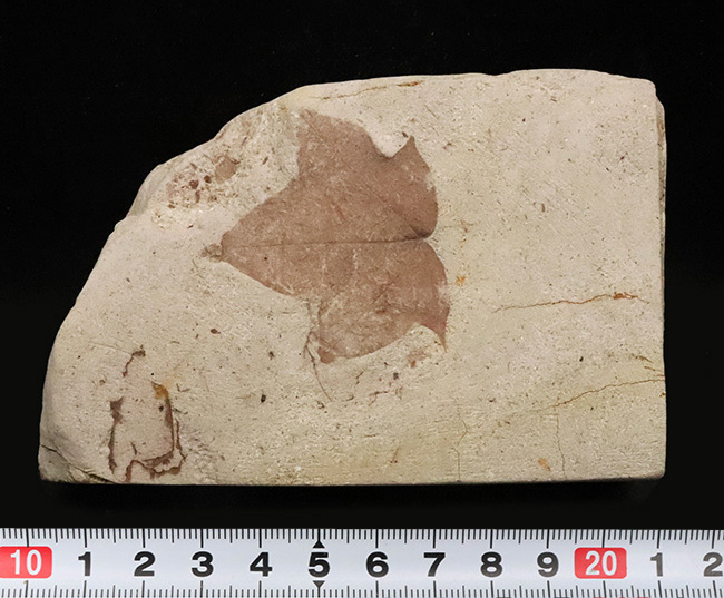 珍しい、五裂の葉形が見事に保存された、秋田県湯沢産のカエデ類と思われる葉っぱ化石（その7）