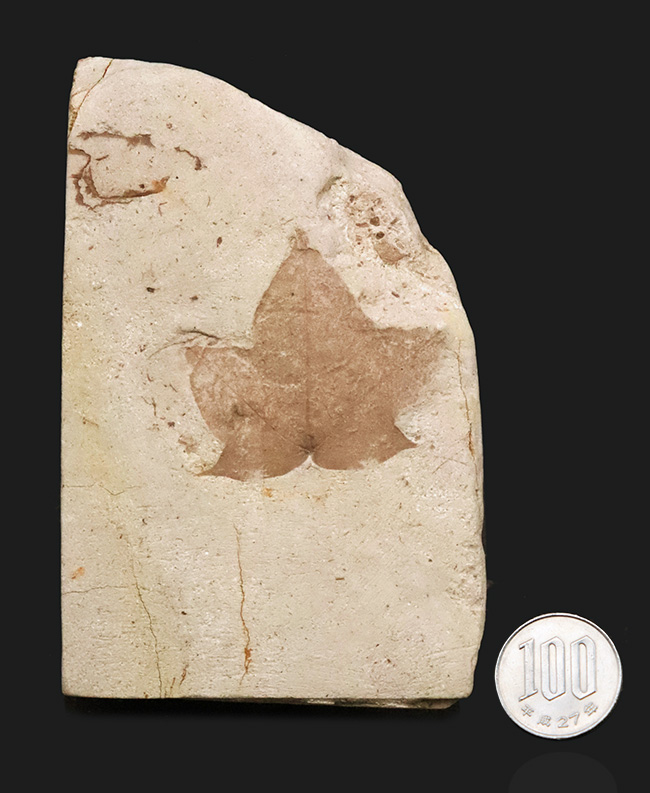 珍しい、五裂の葉形が見事に保存された、秋田県湯沢産のカエデ類と思われる葉っぱ化石（その8）