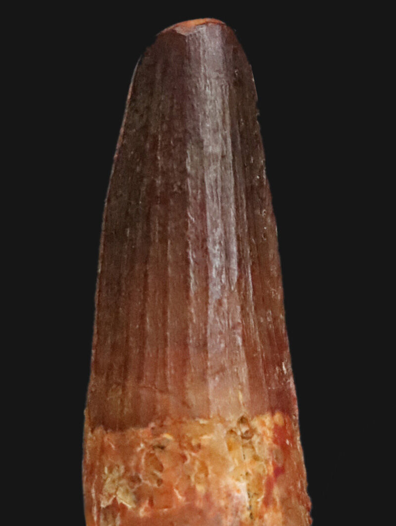 美しい縦走条線が走る、端正な円錐フォルムを維持！恐竜、スピノサウルス（Spinosaurus）の歯化石（その2）
