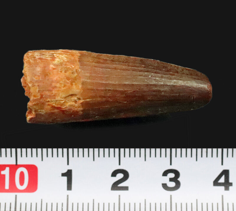 美しい縦走条線が走る、端正な円錐フォルムを維持！恐竜、スピノサウルス（Spinosaurus）の歯化石（その6）