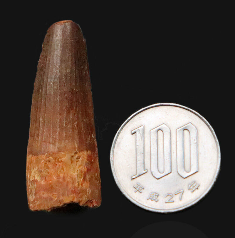 美しい縦走条線が走る、端正な円錐フォルムを維持！恐竜、スピノサウルス（Spinosaurus）の歯化石（その7）
