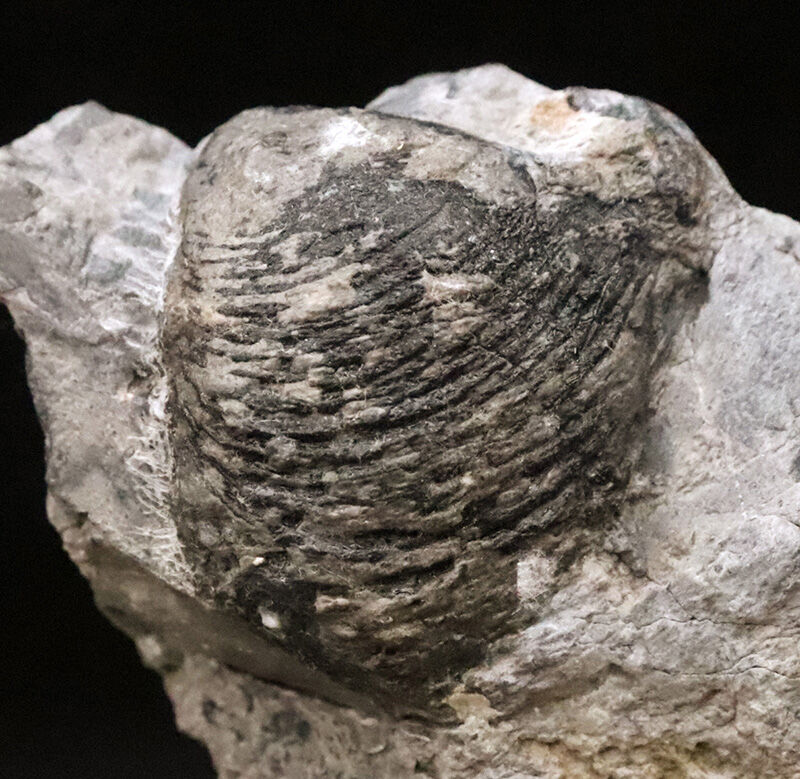 2億5千万年前の赤道サンゴ礁から……岐阜県金生山産スキゾダス（Schizodus）。日本の古生物史を象徴する名産地・岐阜県大垣市赤坂町金生山産（その2）
