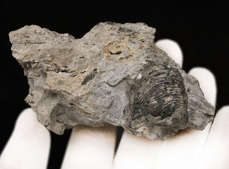 2億5千万年前の赤道サンゴ礁から……岐阜県金生山産スキゾダス（Schizodus）。日本の古生物史を象徴する名産地・岐阜県大垣市赤坂町金生山産（その3）