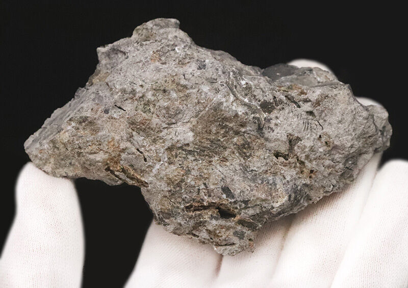 2億5千万年前の赤道サンゴ礁から……岐阜県金生山産スキゾダス（Schizodus）。日本の古生物史を象徴する名産地・岐阜県大垣市赤坂町金生山産（その4）