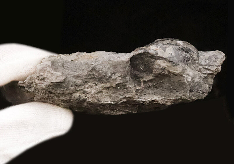 2億5千万年前の赤道サンゴ礁から……岐阜県金生山産スキゾダス（Schizodus）。日本の古生物史を象徴する名産地・岐阜県大垣市赤坂町金生山産（その5）