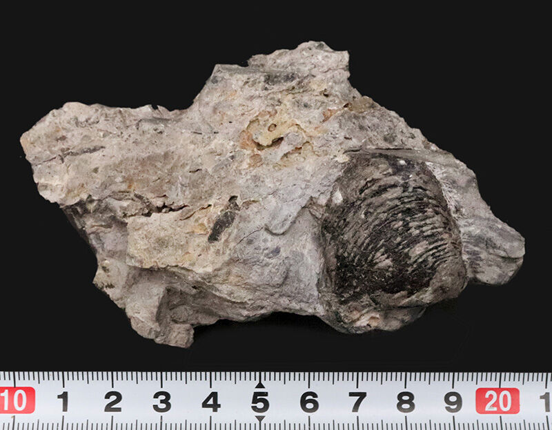 2億5千万年前の赤道サンゴ礁から……岐阜県金生山産スキゾダス（Schizodus）。日本の古生物史を象徴する名産地・岐阜県大垣市赤坂町金生山産（その6）