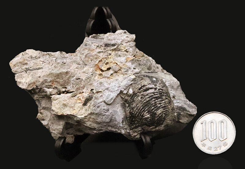 2億5千万年前の赤道サンゴ礁から……岐阜県金生山産スキゾダス（Schizodus）。日本の古生物史を象徴する名産地・岐阜県大垣市赤坂町金生山産（その7）