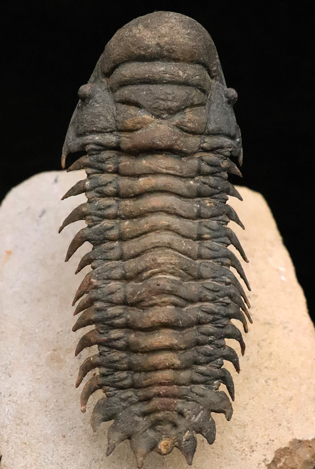 フルパッケージでスーパー３Dクリーニングが施された、「フライングフィニッシュ」クロタロセファルス・ギブス（Crotalocephalus gibbus）の極上標本（その1）
