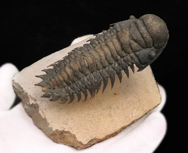 フルパッケージでスーパー３Dクリーニングが施された、「フライングフィニッシュ」クロタロセファルス・ギブス（Crotalocephalus gibbus）の極上標本（その10）