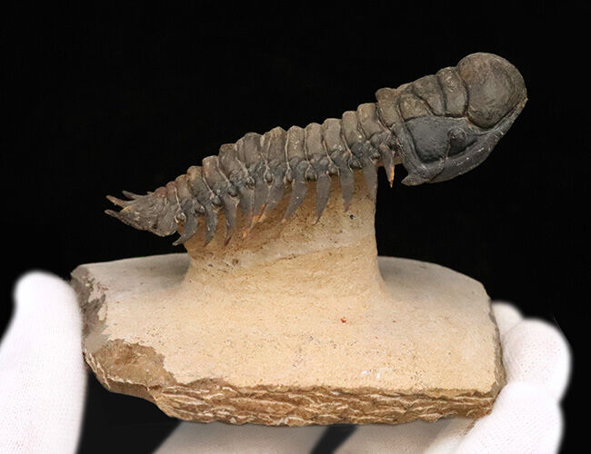 フルパッケージでスーパー３Dクリーニングが施された、「フライングフィニッシュ」クロタロセファルス・ギブス（Crotalocephalus gibbus）の極上標本（その11）