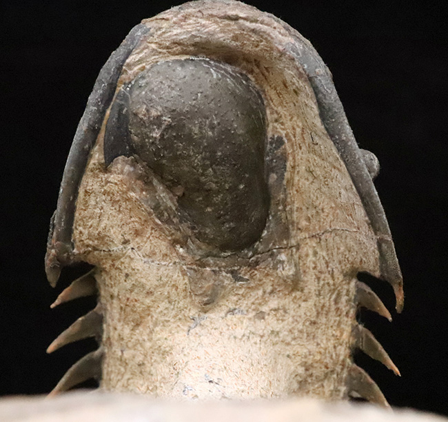 フルパッケージでスーパー３Dクリーニングが施された、「フライングフィニッシュ」クロタロセファルス・ギブス（Crotalocephalus gibbus）の極上標本（その12）