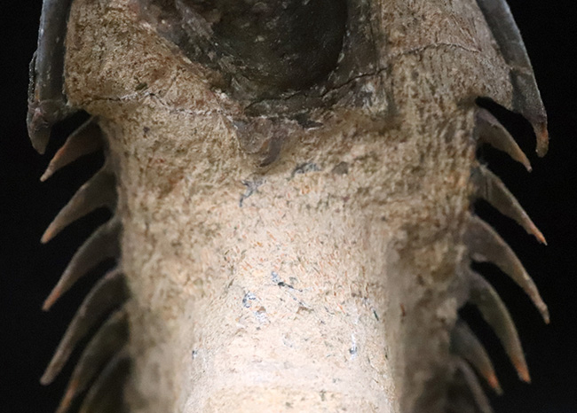 フルパッケージでスーパー３Dクリーニングが施された、「フライングフィニッシュ」クロタロセファルス・ギブス（Crotalocephalus gibbus）の極上標本（その13）