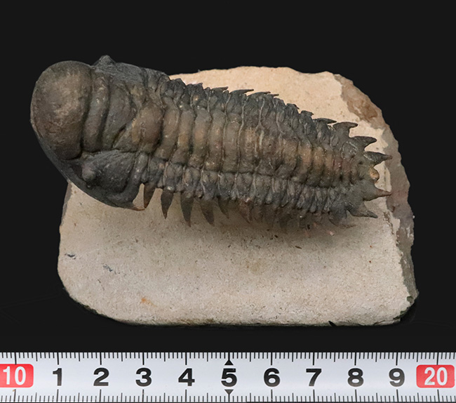 フルパッケージでスーパー３Dクリーニングが施された、「フライングフィニッシュ」クロタロセファルス・ギブス（Crotalocephalus gibbus）の極上標本（その14）