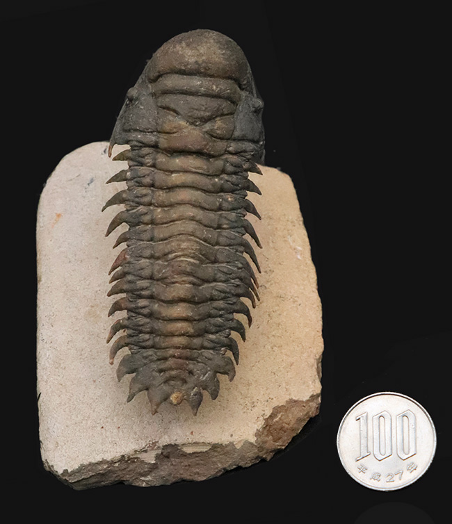 フルパッケージでスーパー３Dクリーニングが施された、「フライングフィニッシュ」クロタロセファルス・ギブス（Crotalocephalus gibbus）の極上標本（その15）
