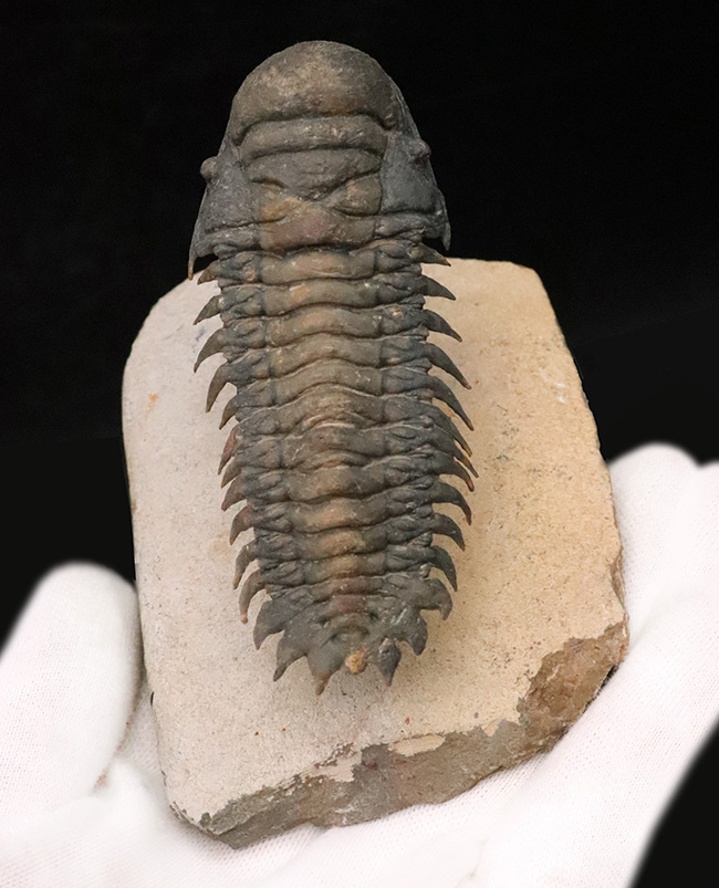 フルパッケージでスーパー３Dクリーニングが施された、「フライングフィニッシュ」クロタロセファルス・ギブス（Crotalocephalus gibbus）の極上標本（その2）