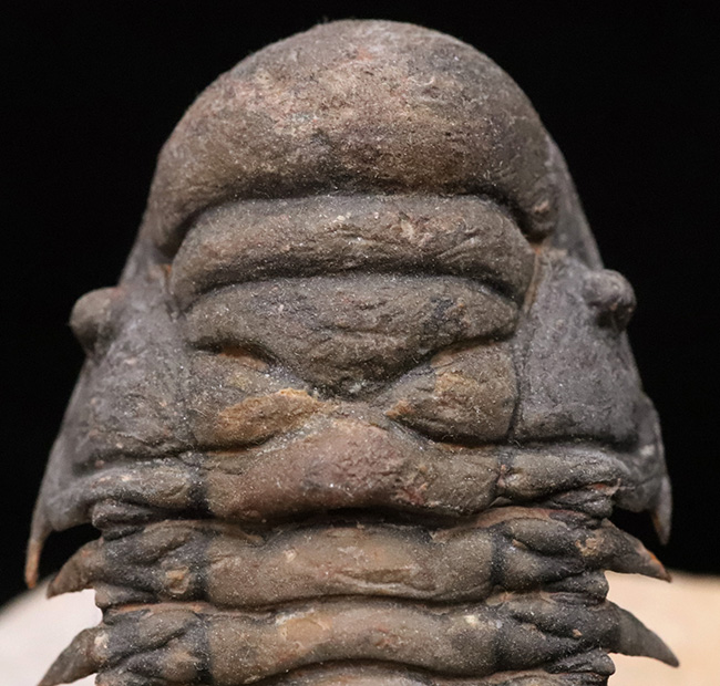 フルパッケージでスーパー３Dクリーニングが施された、「フライングフィニッシュ」クロタロセファルス・ギブス（Crotalocephalus gibbus）の極上標本（その3）