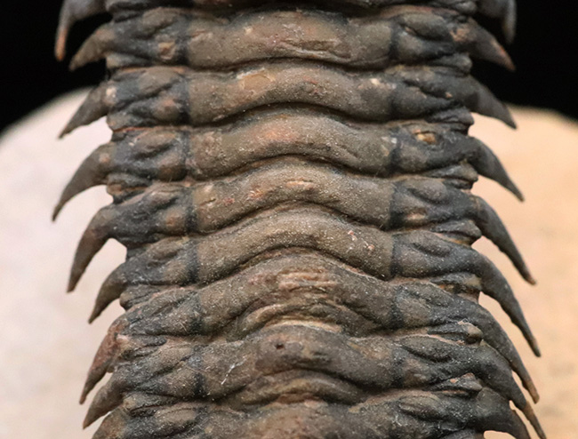 フルパッケージでスーパー３Dクリーニングが施された、「フライングフィニッシュ」クロタロセファルス・ギブス（Crotalocephalus gibbus）の極上標本（その4）