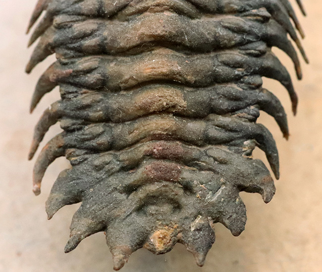 フルパッケージでスーパー３Dクリーニングが施された、「フライングフィニッシュ」クロタロセファルス・ギブス（Crotalocephalus gibbus）の極上標本（その5）