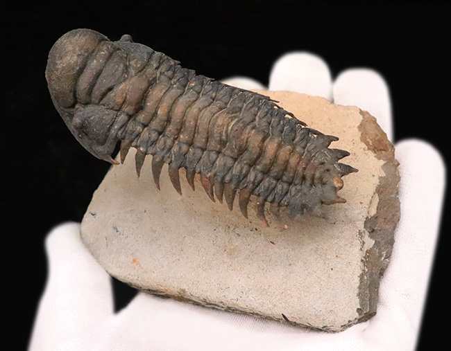 フルパッケージでスーパー３Dクリーニングが施された、「フライングフィニッシュ」クロタロセファルス・ギブス（Crotalocephalus gibbus）の極上標本（その6）