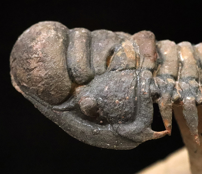 フルパッケージでスーパー３Dクリーニングが施された、「フライングフィニッシュ」クロタロセファルス・ギブス（Crotalocephalus gibbus）の極上標本（その7）