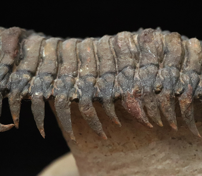フルパッケージでスーパー３Dクリーニングが施された、「フライングフィニッシュ」クロタロセファルス・ギブス（Crotalocephalus gibbus）の極上標本（その8）