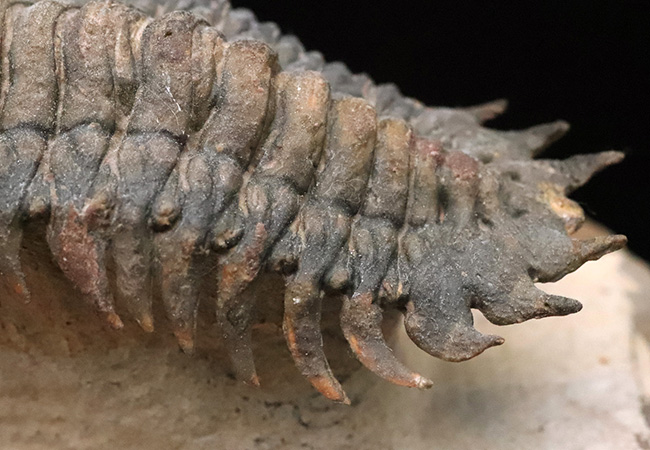 フルパッケージでスーパー３Dクリーニングが施された、「フライングフィニッシュ」クロタロセファルス・ギブス（Crotalocephalus gibbus）の極上標本（その9）