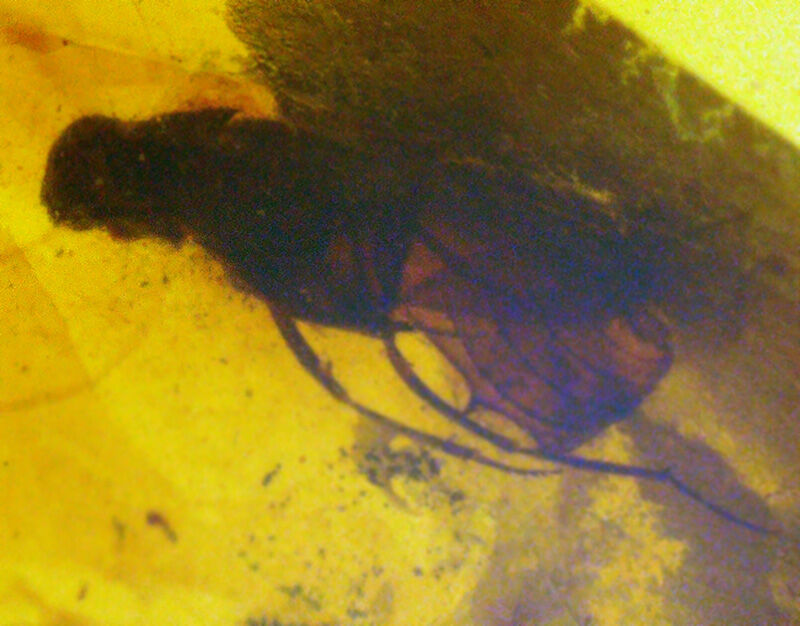 澄み渡るハニーイエローの輝き！透明度の高い美しい個体、虫を内包したバーマイト（Burmite）（その2）