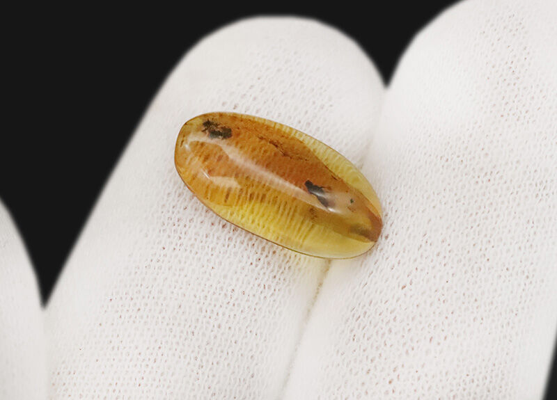 澄み渡るハニーイエローの輝き！透明度の高い美しい個体、虫を内包したバーマイト（Burmite）（その4）