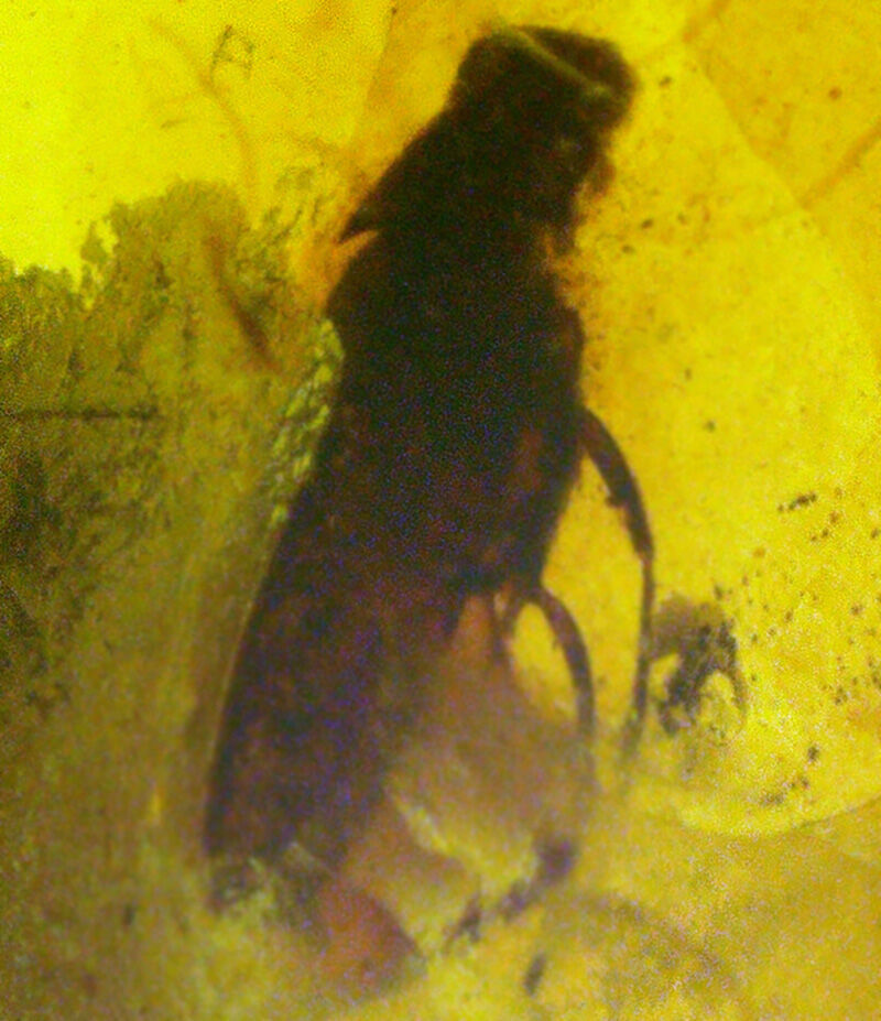 澄み渡るハニーイエローの輝き！透明度の高い美しい個体、虫を内包したバーマイト（Burmite）（その5）