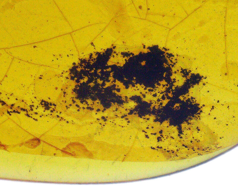 澄み渡るハニーイエローの輝き！透明度の高い美しい個体、虫を内包したバーマイト（Burmite）（その6）