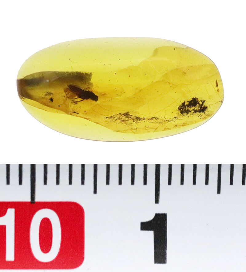澄み渡るハニーイエローの輝き！透明度の高い美しい個体、虫を内包したバーマイト（Burmite）（その7）
