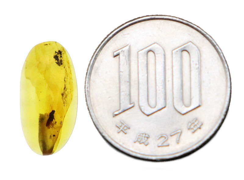澄み渡るハニーイエローの輝き！透明度の高い美しい個体、虫を内包したバーマイト（Burmite）（その8）