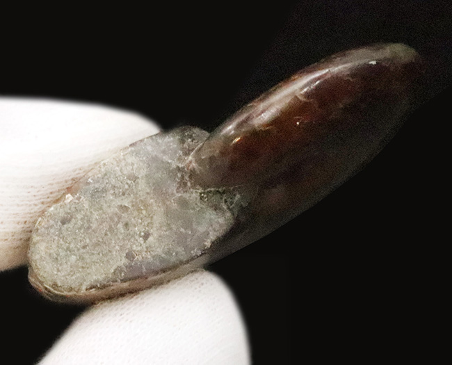 赤を中心に美しい遊色をまとう、マダガスカル産約1億年前のアンモナイト、クレオニセラス(Cleoniceras)(その5)