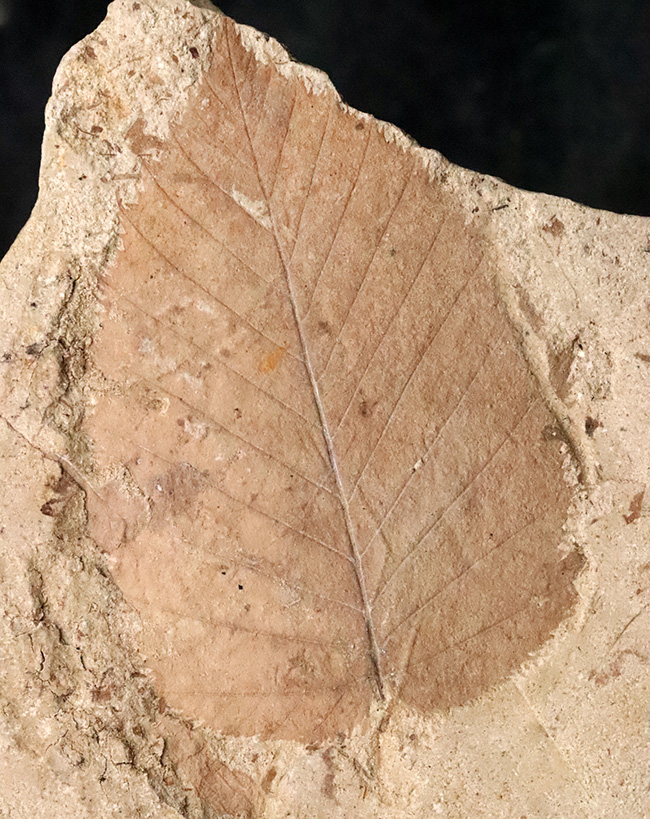 幅広で美しい輪郭をもつ、秋田県湯沢市・中新世の地層から採集された木の葉の化石（その1）