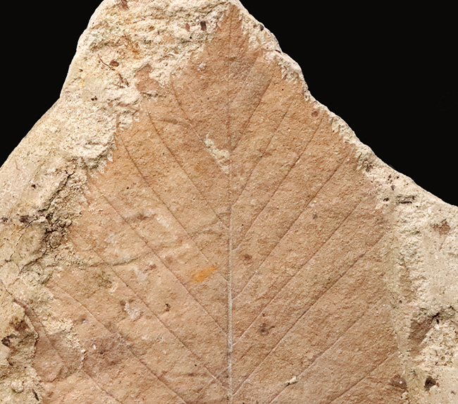 幅広で美しい輪郭をもつ、秋田県湯沢市・中新世の地層から採集された木の葉の化石（その3）