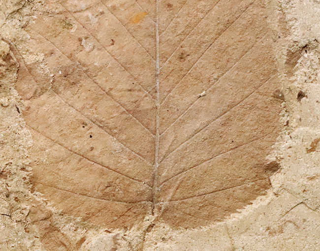 幅広で美しい輪郭をもつ、秋田県湯沢市・中新世の地層から採集された木の葉の化石（その4）