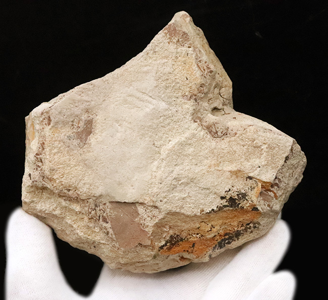 幅広で美しい輪郭をもつ、秋田県湯沢市・中新世の地層から採集された木の葉の化石（その5）