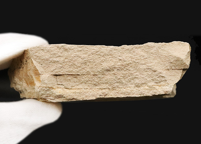 幅広で美しい輪郭をもつ、秋田県湯沢市・中新世の地層から採集された木の葉の化石（その6）