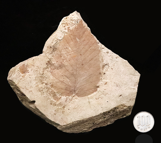 幅広で美しい輪郭をもつ、秋田県湯沢市・中新世の地層から採集された木の葉の化石（その8）