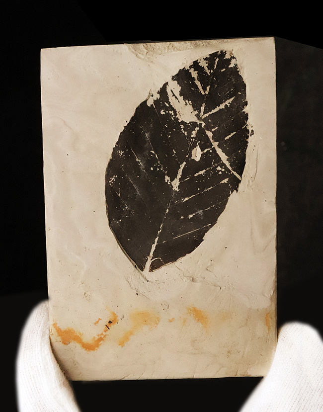 国内マニアックシリーズ！秋田県田沢湖周辺の中新世の地層から産出した、見事に炭化した ブナ（Fagus） と思しき葉の化石（その1）