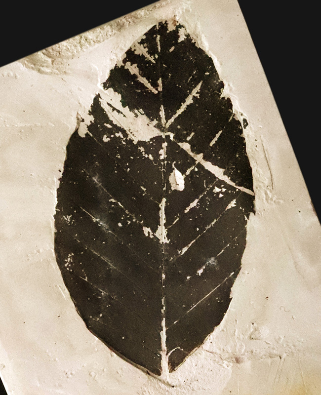 国内マニアックシリーズ！秋田県田沢湖周辺の中新世の地層から産出した、見事に炭化した ブナ（Fagus） と思しき葉の化石（その2）