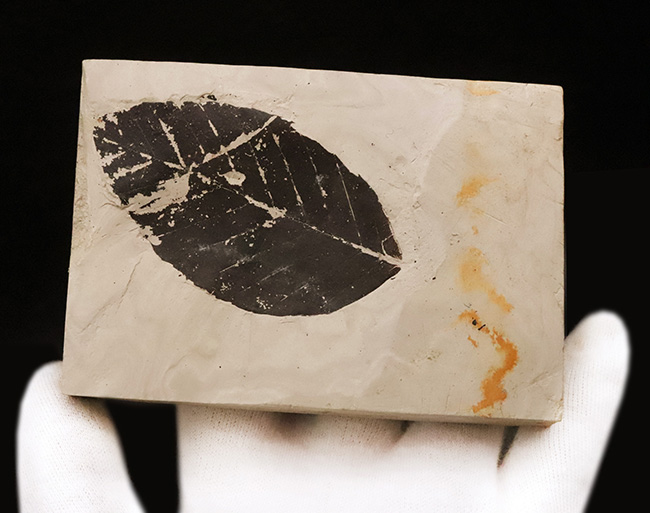 国内マニアックシリーズ！秋田県田沢湖周辺の中新世の地層から産出した、見事に炭化した ブナ（Fagus） と思しき葉の化石（その3）